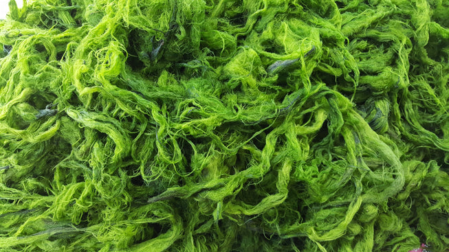 The Benefits of Seaweed For Your Skin